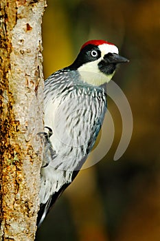 Woodpecker from Costa Rica mountain forest. Beautiful bird sitting on the green mossy branch in habitat, Costa Rica. Acorn