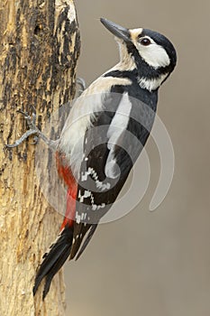 Woodpecker (Dendrocopos major)