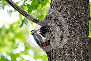 The woodpecker, Dendrocopos major is a species of piciform bird of the Picidae family