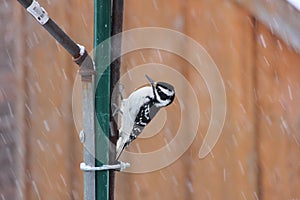 Woodpecker, Downey Picoides pubescens