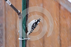 Woodpecker, Downey Picoides pubescens