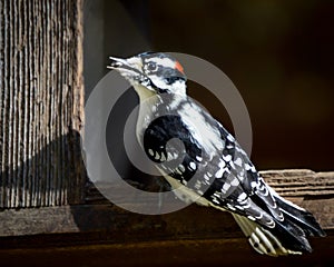 Woodpecker Eating Birdseed from Birdfeeder