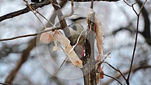 Woodpecker eating a meal, winter survival, flocks of birds, feeding birds