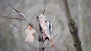 Woodpecker eating a meal, winter survival, flocks of birds, feeding birds
