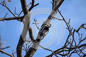 Woodpecker eating a walnut tree larva