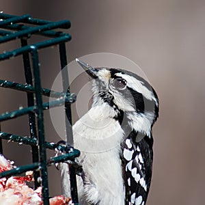 Woodpecker Enjoying Suet From a Feeder
