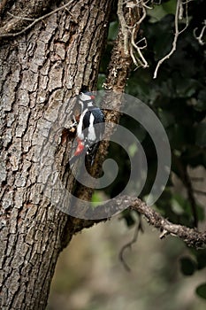 Woodpecker before feed on tree trunk