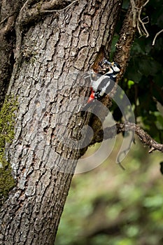 Woodpecker before feed on tree trunk