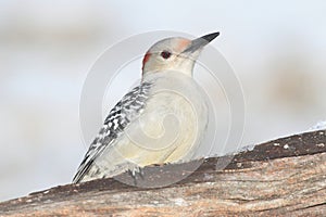 Woodpecker on a Feeder