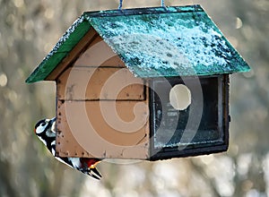 Woodpecker on feeder photo