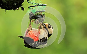 A Woodpecker Feeding photo