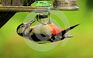 A Woodpecker Feeding photo