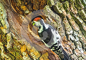 A woodpecker is feeding its chick