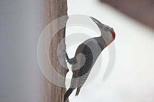 Woodpecker feeding