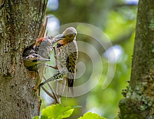 Woodpecker feeds her chicks