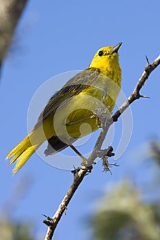 Woodpecker Finch - Galapagos Islands