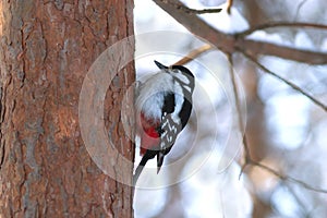 Woodpecker find food on pine trunk in wint