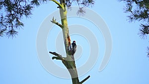 Woodpecker flies away from the tree, slow motion