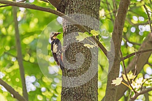 Woodpecker gathering insects on tree