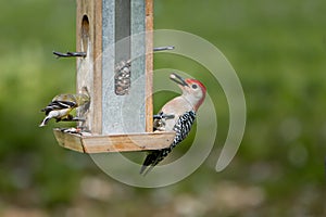 Woodpecker and Goldfinch Feeding