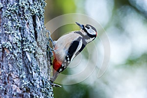 Woodpecker, the Great Spotted