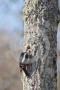 Woodpecker hacking out a nest photo