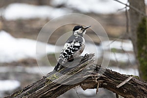 woodpecker hammering an old tree