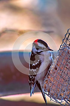 Woodpecker Hanging On A Feeder