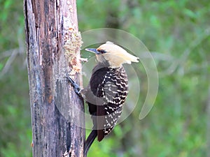 Woodpecker head yellow pecking rotten trunk