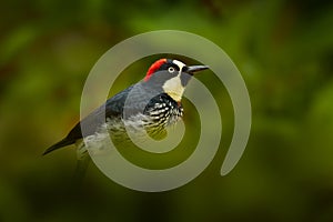Woodpecker hidden in the green vegetation. Acorn Woodpecker, Melanerpes formicivorus. Beautiful bird sitting on the green mossy
