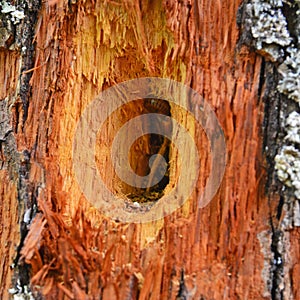 Woodpecker hole