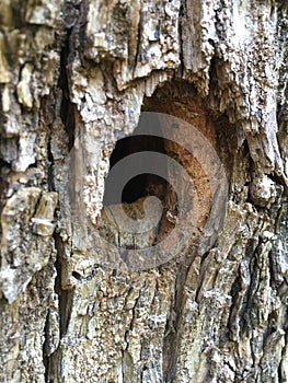 Woodpecker hole