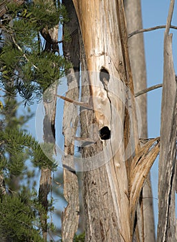 Woodpecker holes in a dead cypress tree