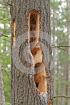 Woodpecker Holes in a Pine Tree