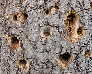 Woodpecker holes in a tree.