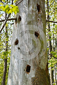 Woodpecker holes in tree trunk