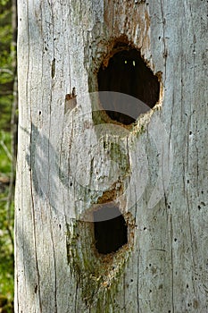 Woodpecker holes in tree trunk closeup