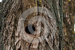Woodpecker hollow on an aspen trunk