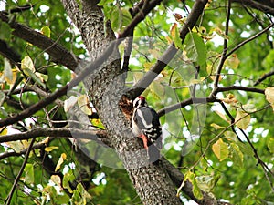 Woodpecker is hollowing out a tree trunk