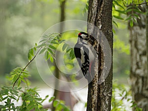 Woodpecker hollows a tree