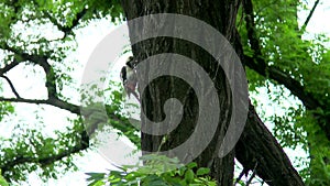 Woodpecker hollows a tree