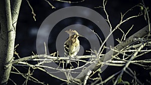 Woodpecker photo
