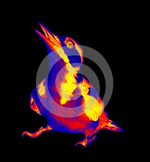 Woodpecker infrared