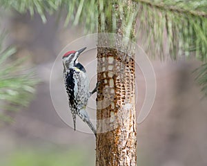 Woodpecker Inspecting Holes in Tree