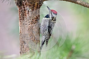 Woodpecker Inspecting Holes in Tree