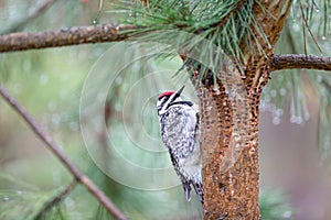 Woodpecker Inspecting Holes in Tree