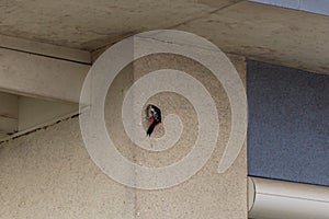 Woodpecker knocking at the wall of a house