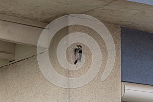 Woodpecker knocking at the wall of a house