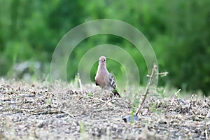 Common hoopoe or upupa looking for easy food photo