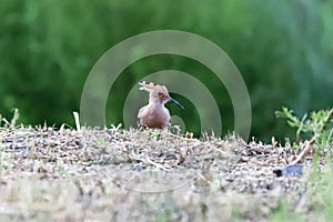Common hoopoe or upupa looking for food on the ground photo
